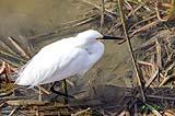 LIttle White Egret Port Aransas 2020